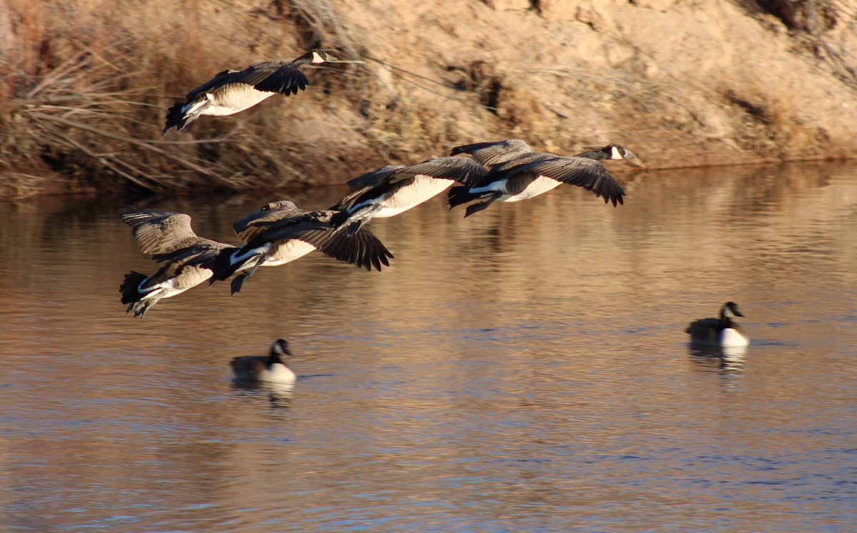 Canada Goose - ML524205751