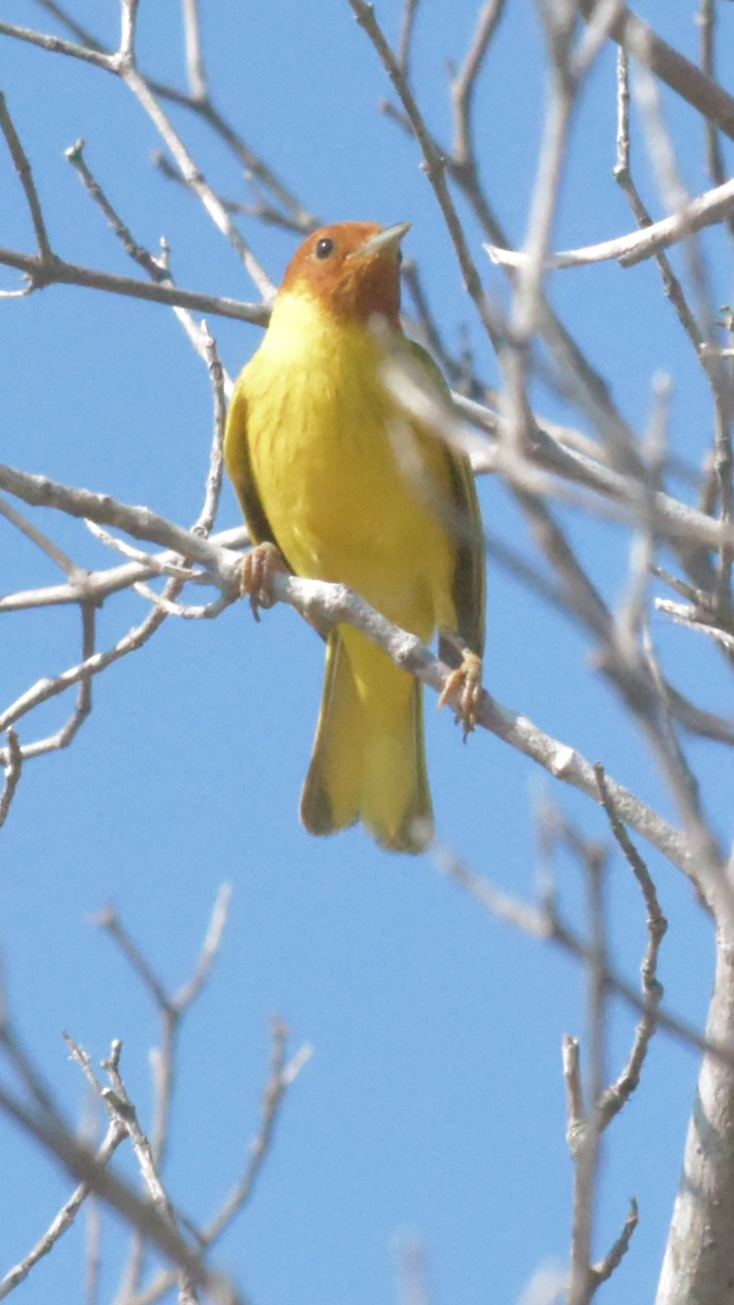 Yellow Warbler (Mangrove) - ML524206431
