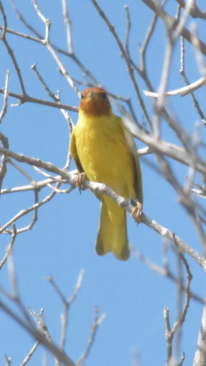 Yellow Warbler (Mangrove) - ML524206441