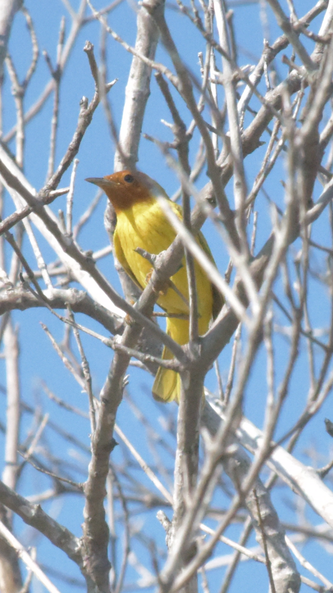Yellow Warbler (Mangrove) - ML524206451