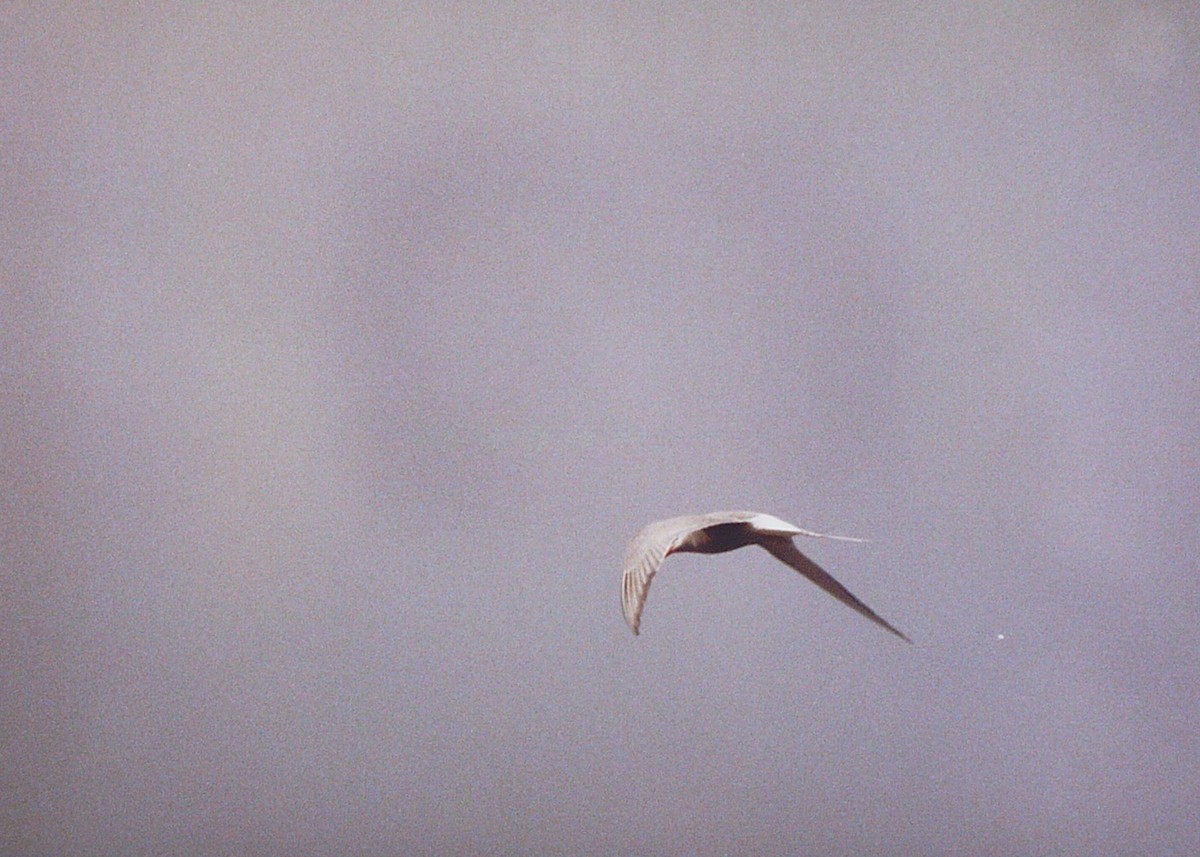 Arctic Tern - ML52420801