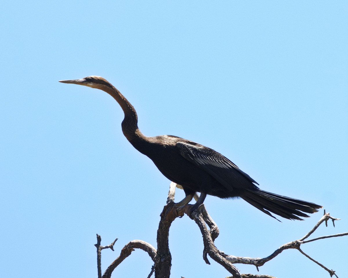 Afrika-Schlangenhalsvogel - ML524208061