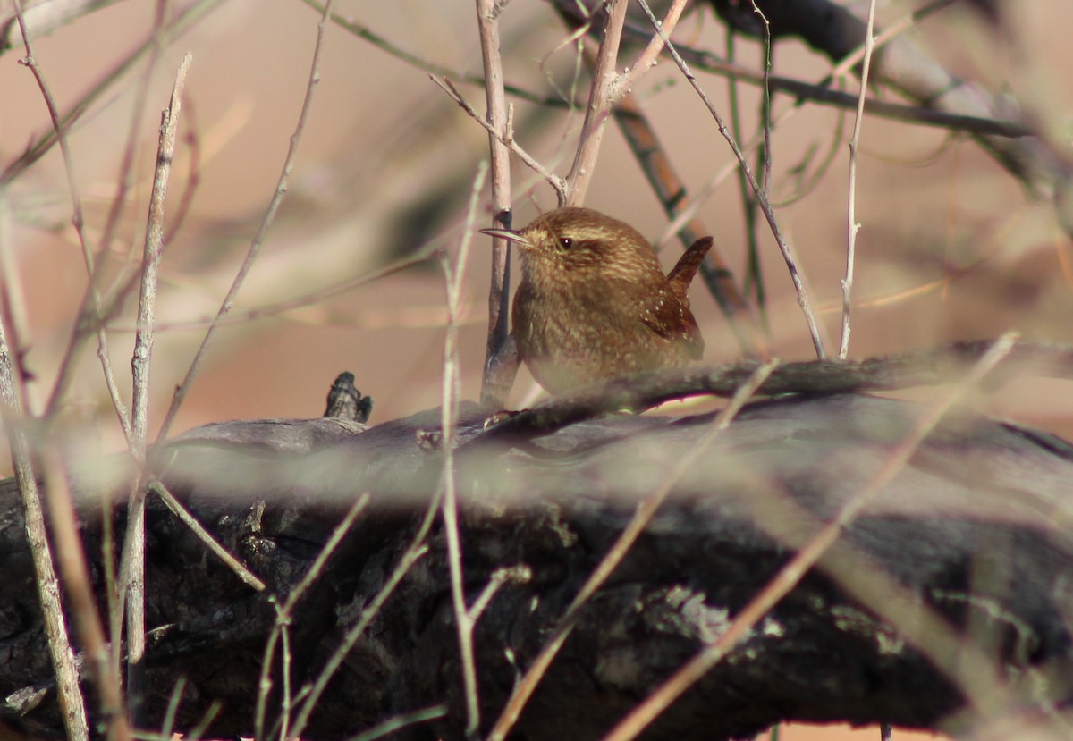 Winter Wren - ML524208111