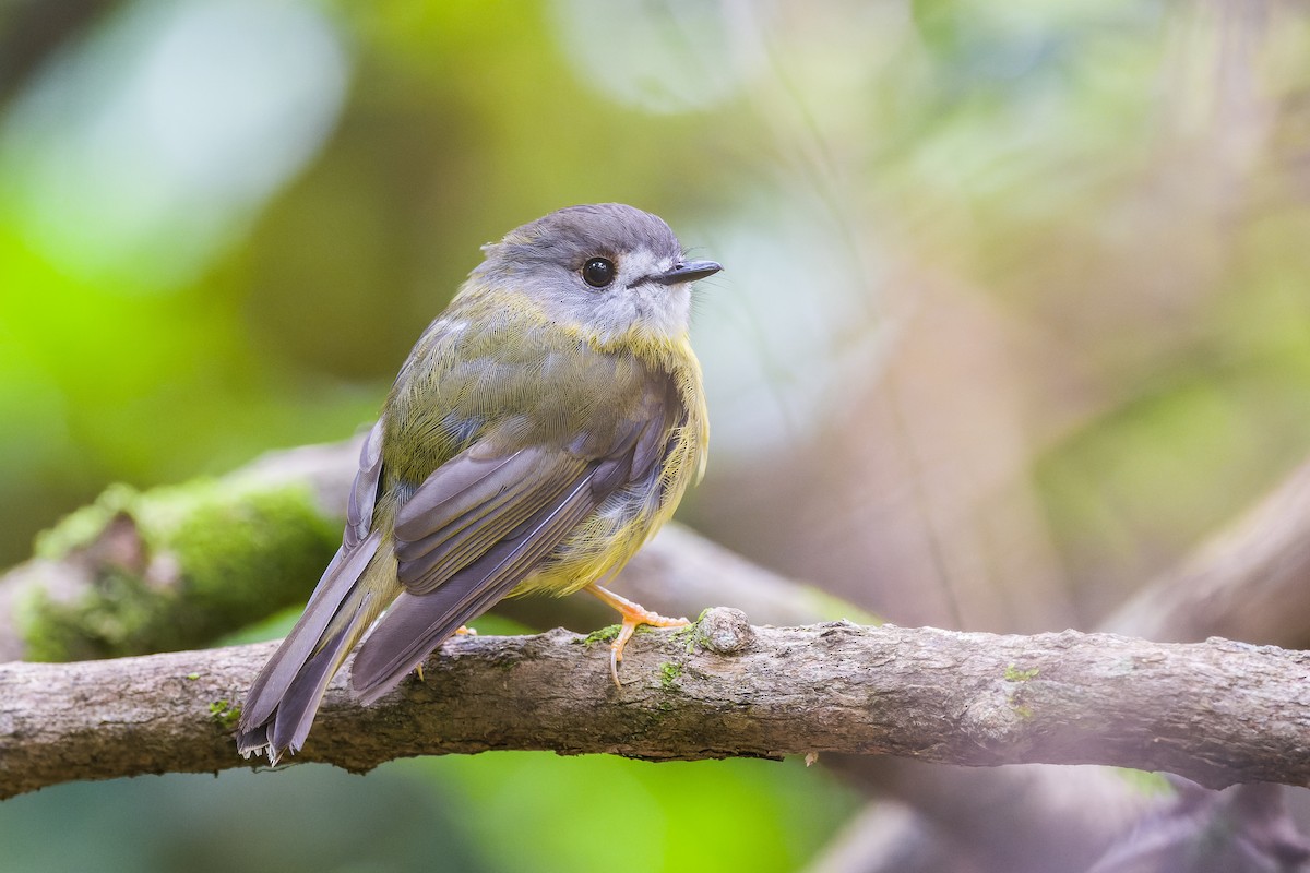 Pale-yellow Robin - ML524208271