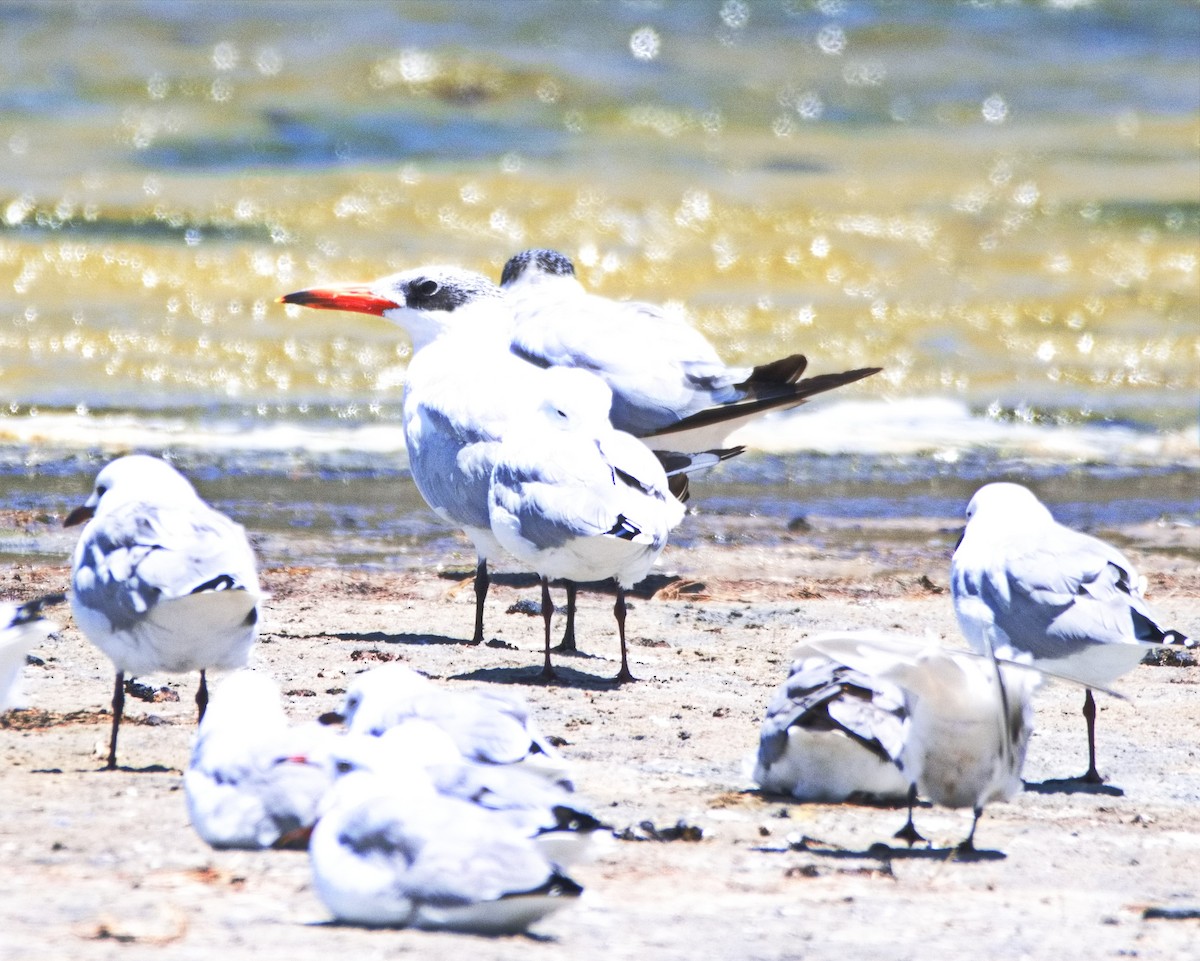 Caspian Tern - ML524208321