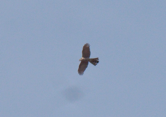 Sperber - ML524208361