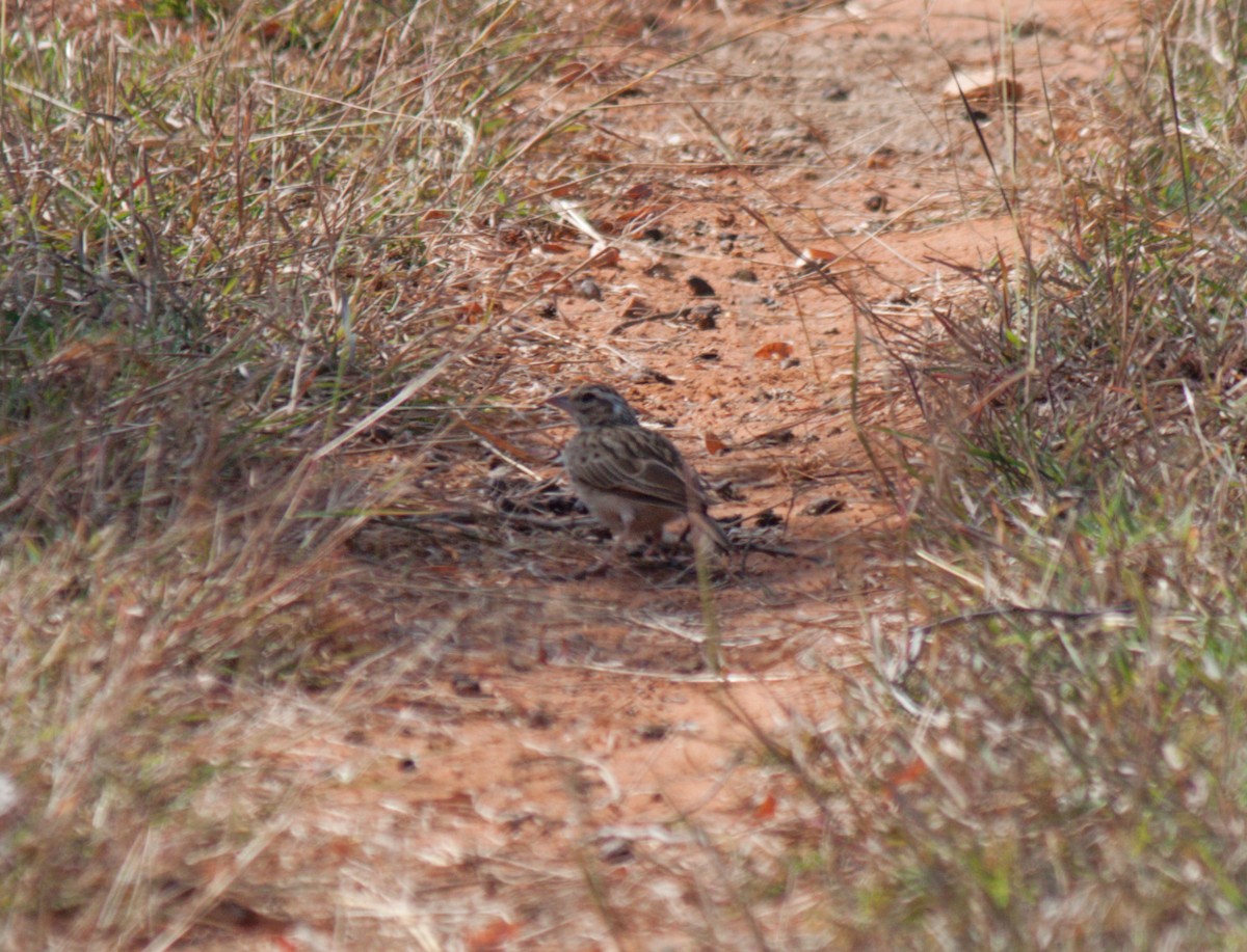 Rotflügellerche - ML524208421