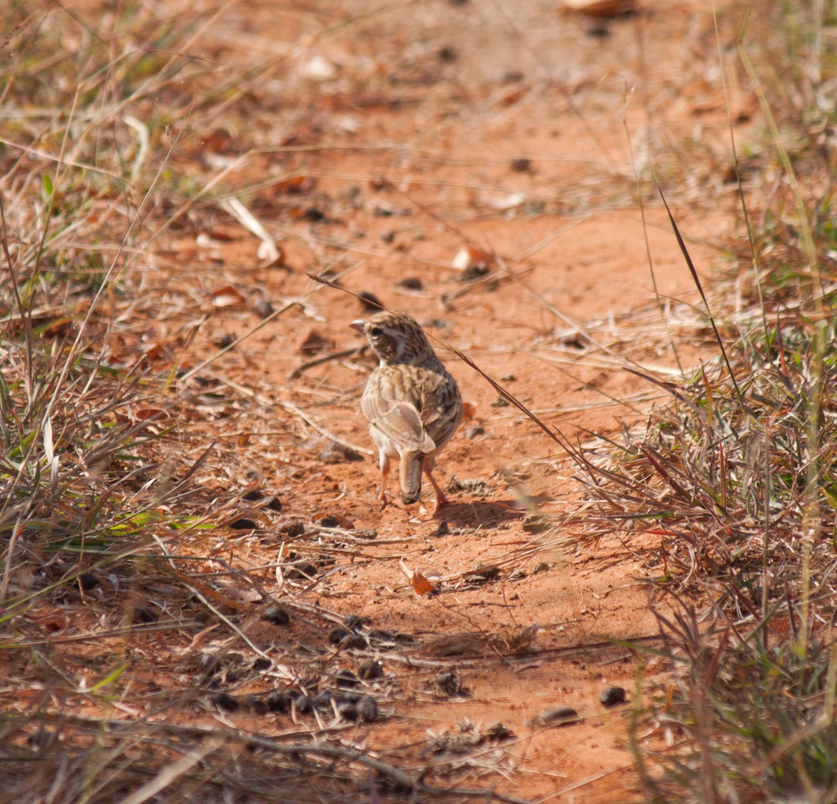 Rotflügellerche - ML524208431