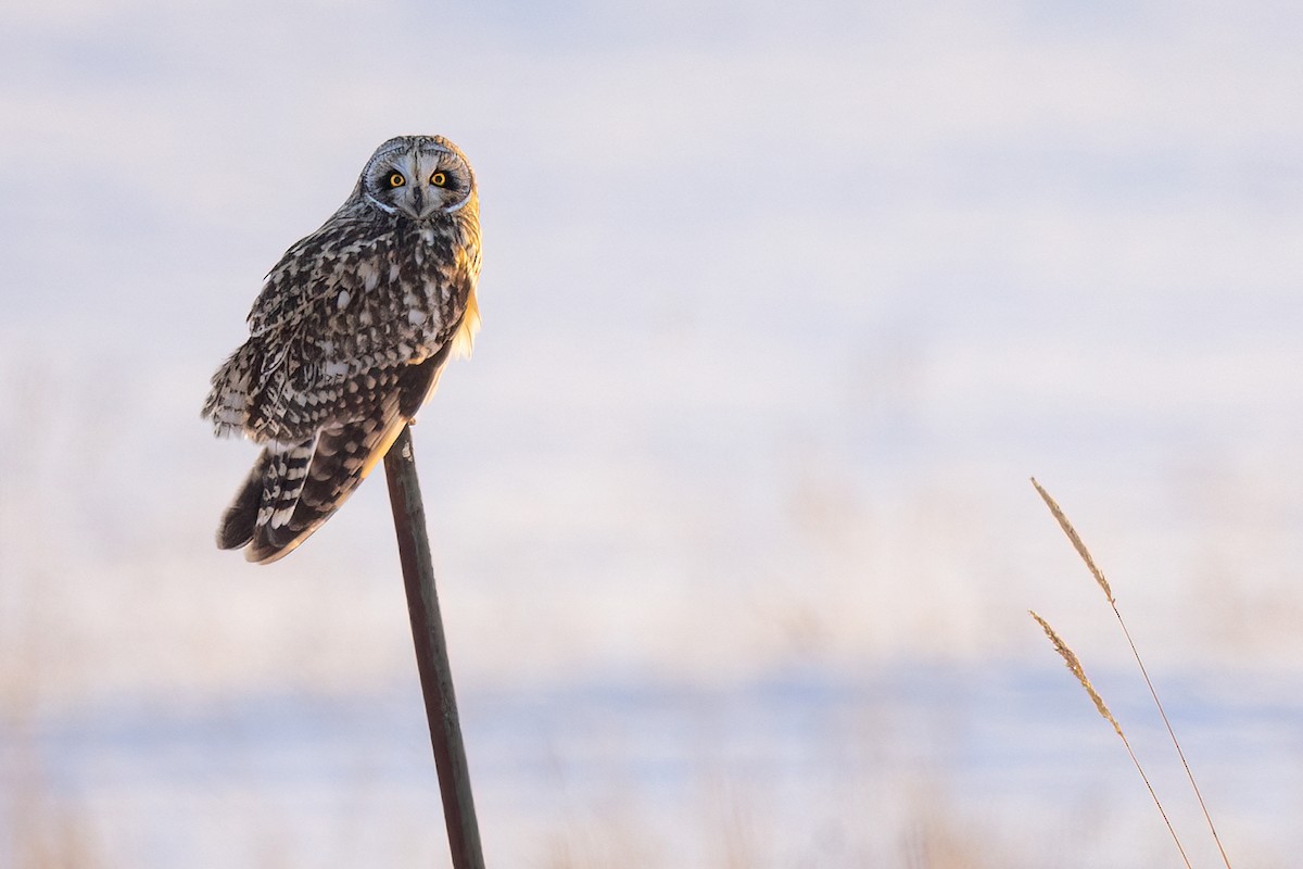 Short-eared Owl - ML524208531