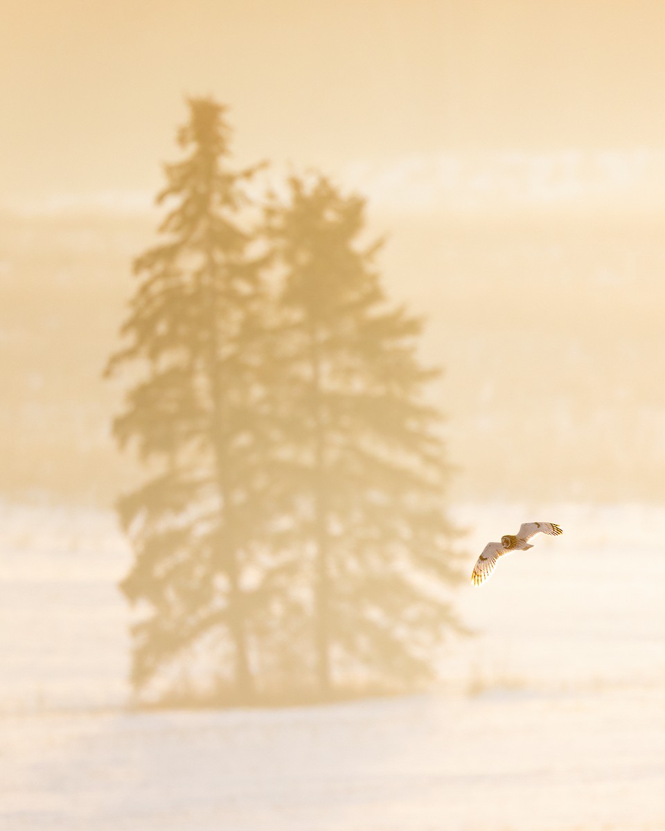 Short-eared Owl - ML524208541