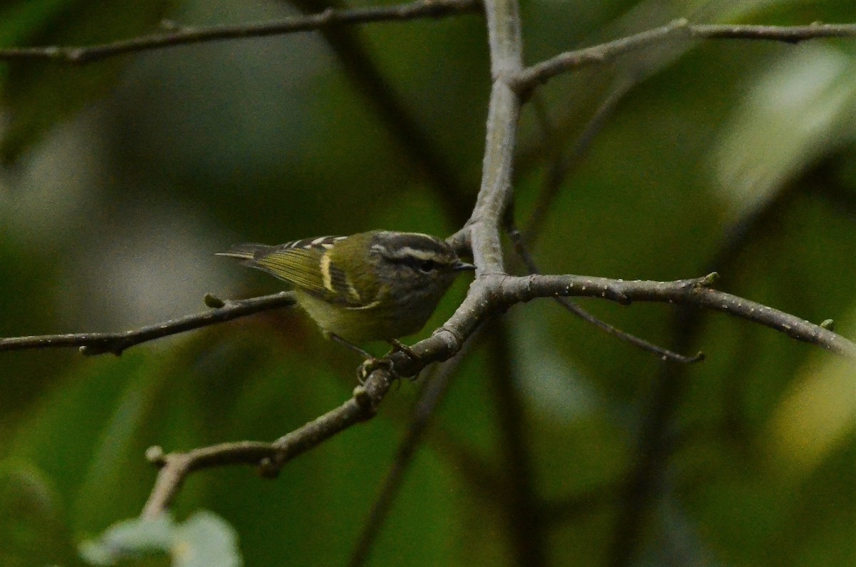 Ashy-throated Warbler - ML524208681