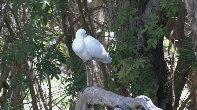 Yellow-billed Spoonbill - ML524208771