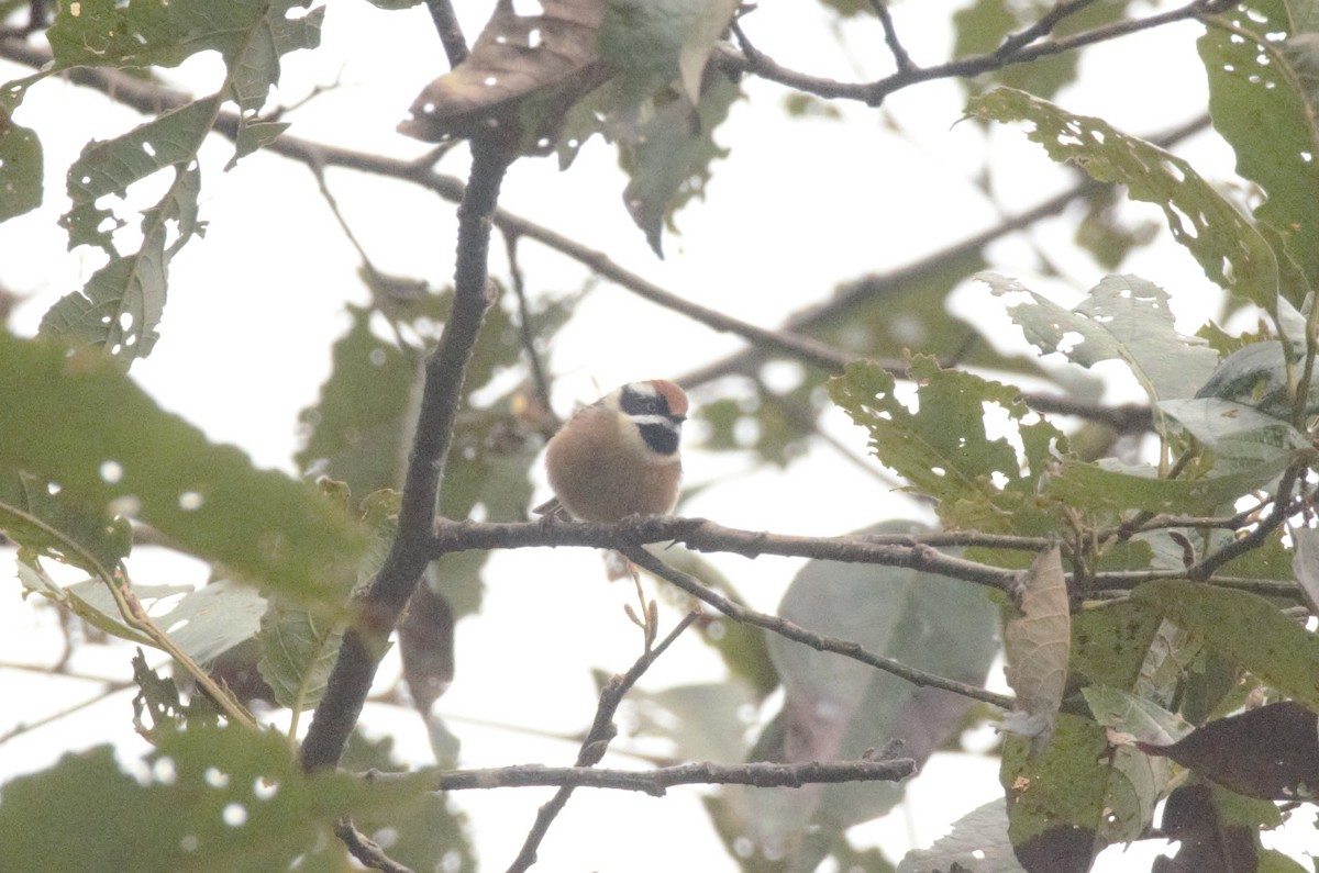 Black-throated Tit - ML524209211