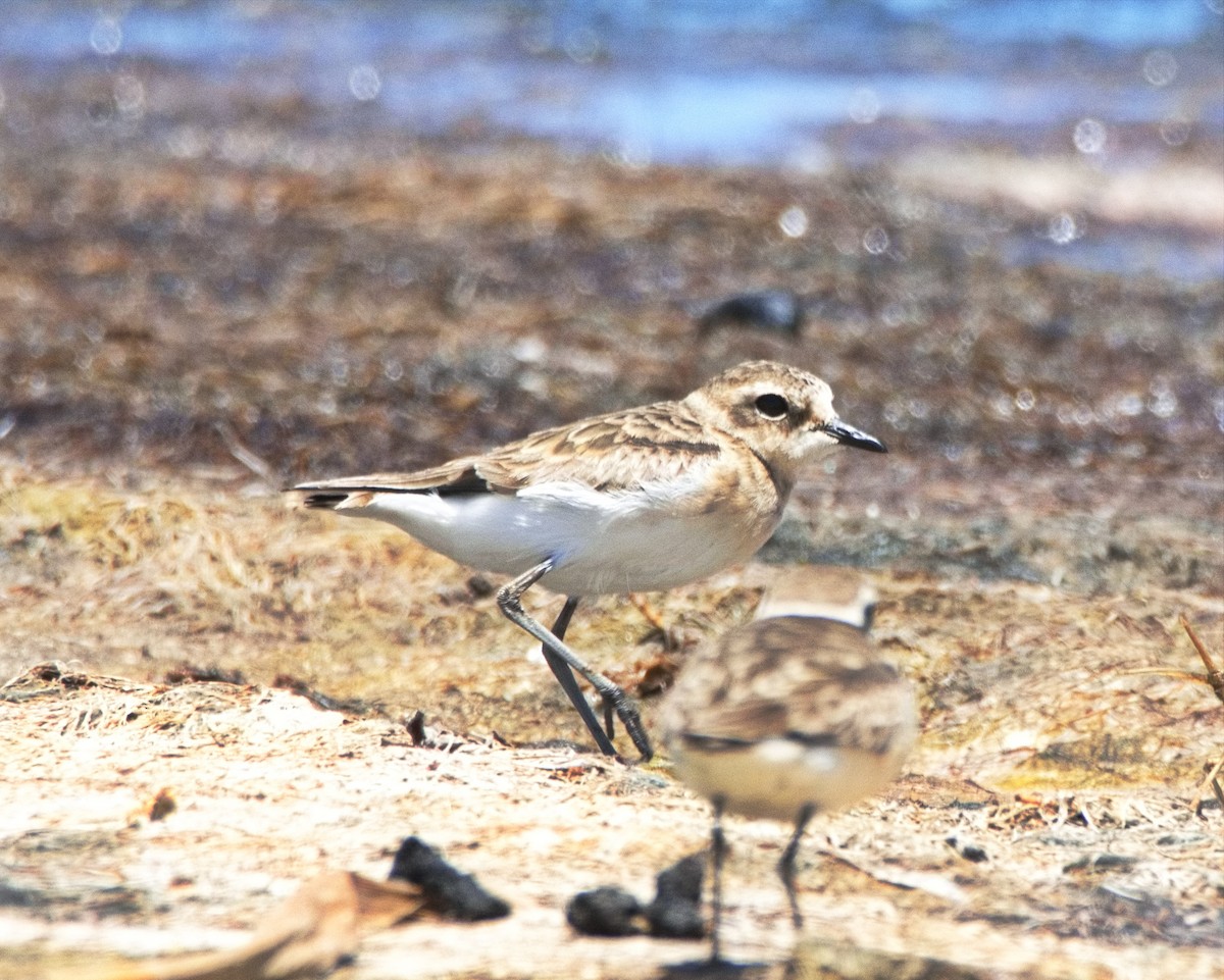 Kittlitz's Plover - ML524209561