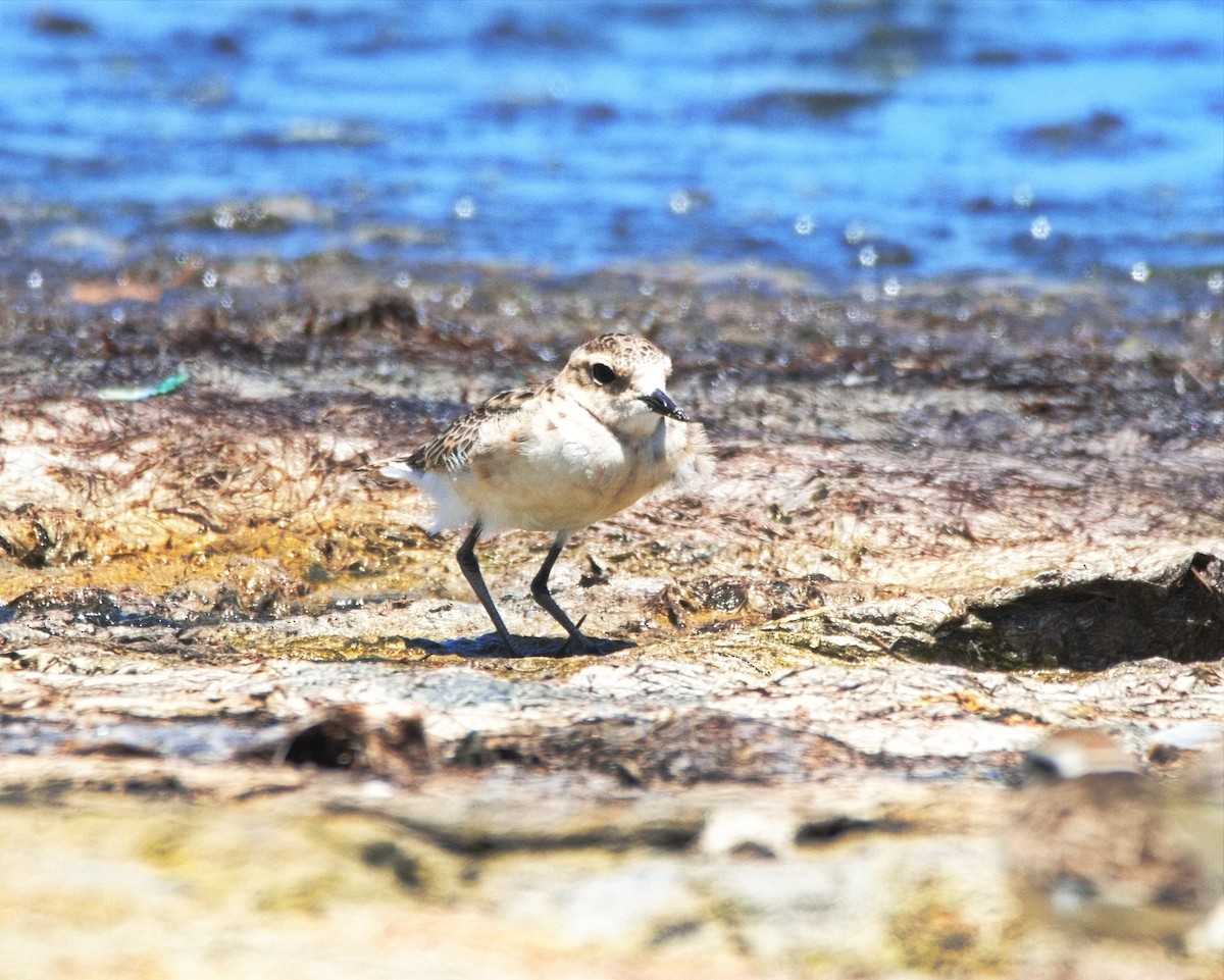 Kittlitz's Plover - ML524209591