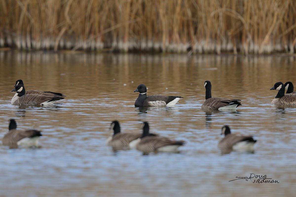 Brant - ML524209641