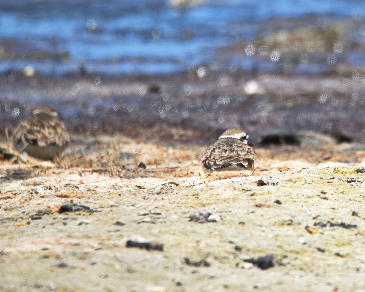 Kittlitz's Plover - ML524209681