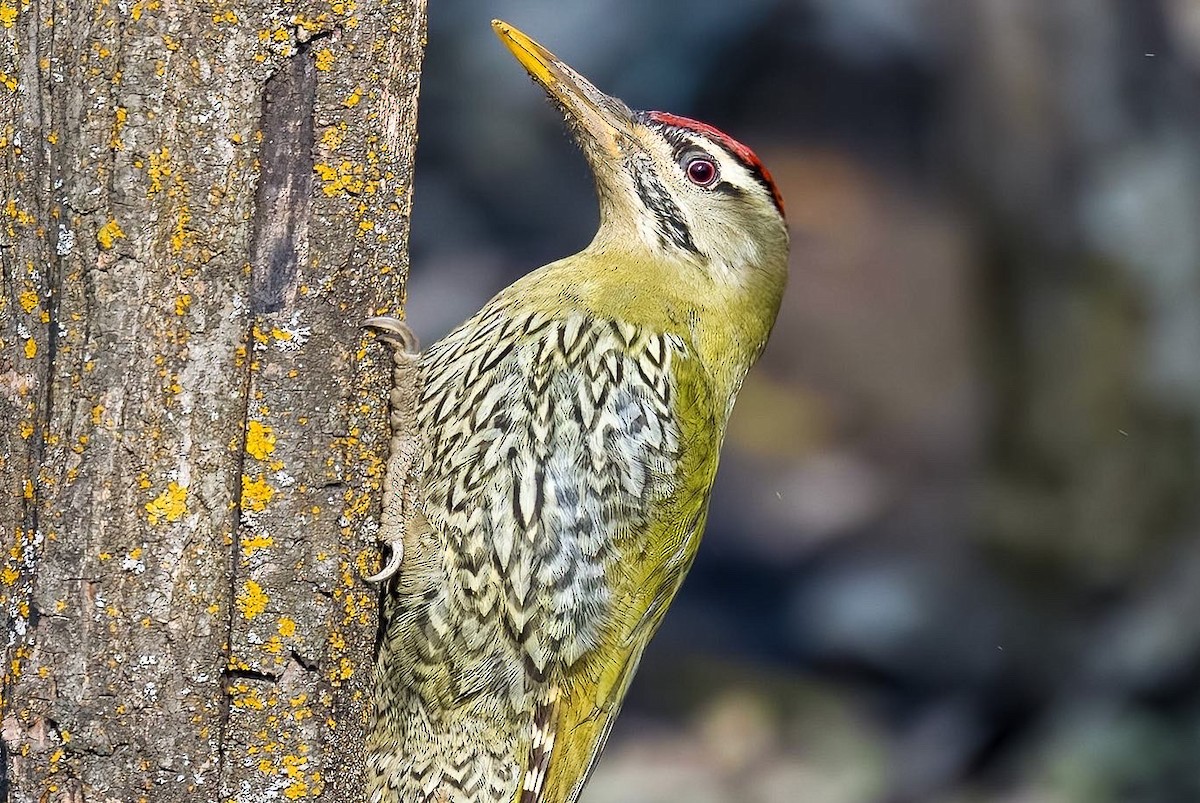 Scaly-bellied Woodpecker - Virendra Goswami