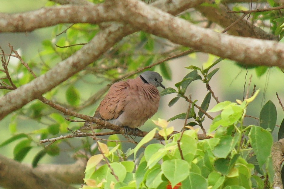 Red Collared-Dove - ML524211071