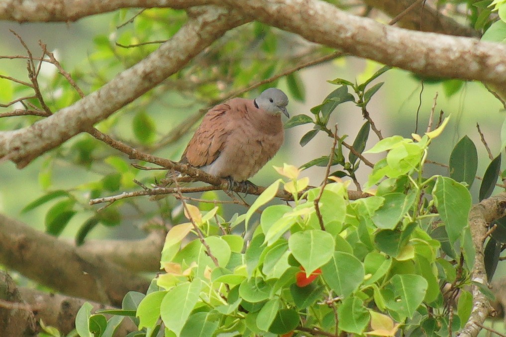 Red Collared-Dove - ML524211101
