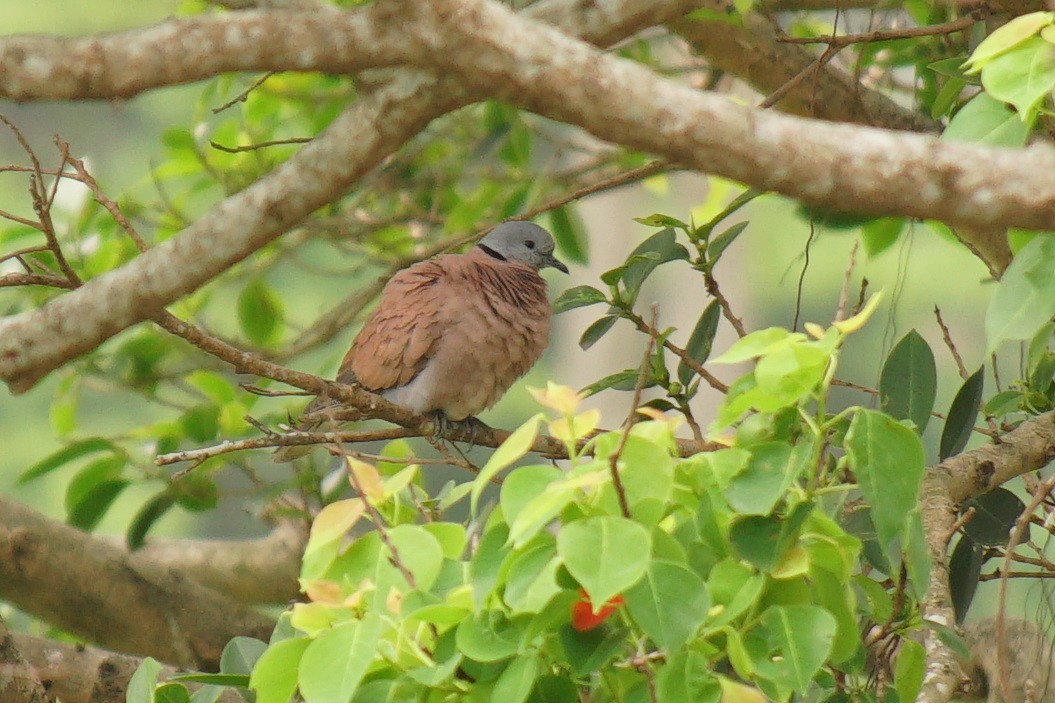Red Collared-Dove - ML524211161