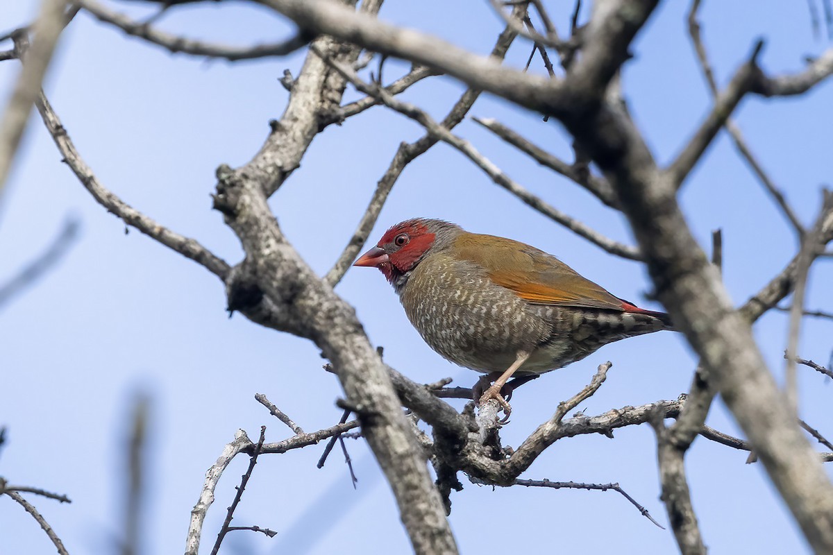 Orange-winged Pytilia - Niall D Perrins