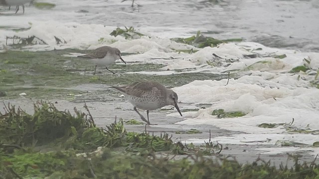 Шармаг элсэг - ML524212621