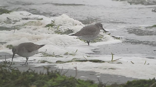 Шармаг элсэг - ML524212631