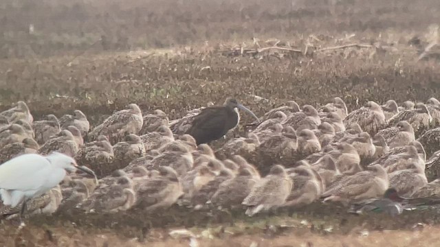 White-faced Ibis - ML524212791