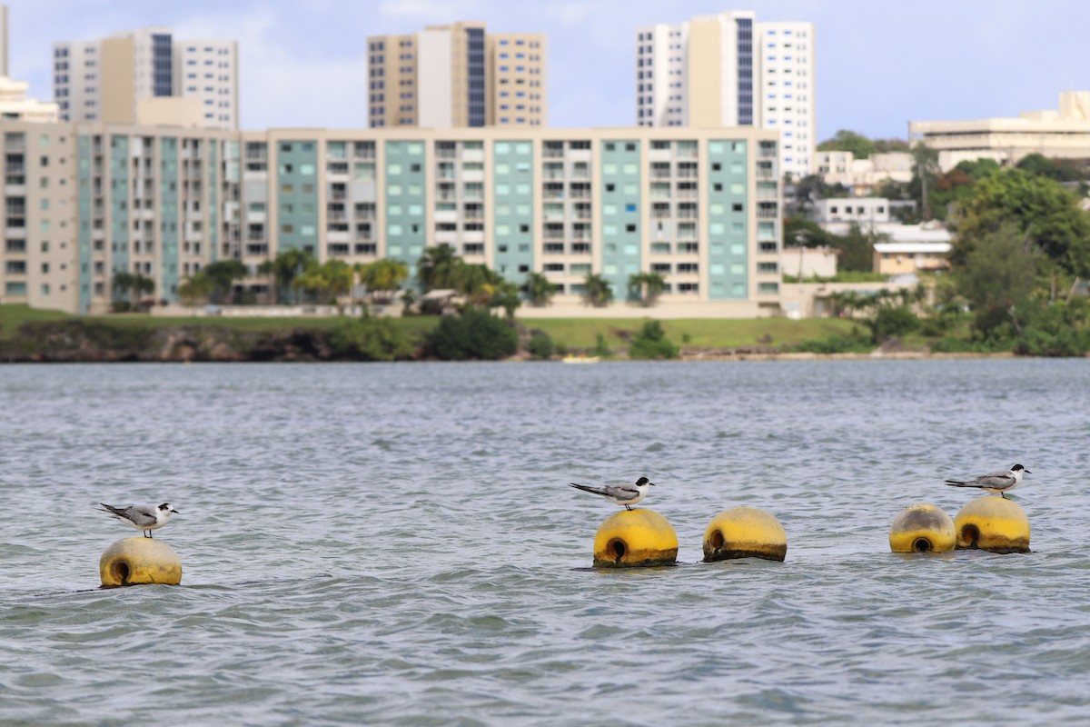 Common Tern - ML524213601