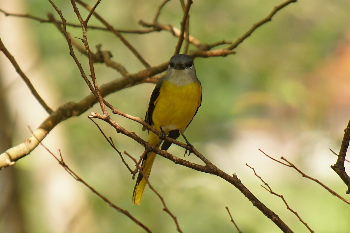 Minivet Gorjigrís - ML524213731