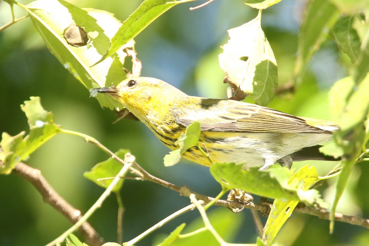Cape May Warbler - ML524214001