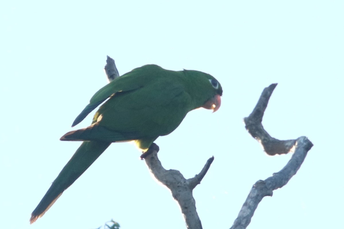 Hispaniolan Parakeet - ML524214131