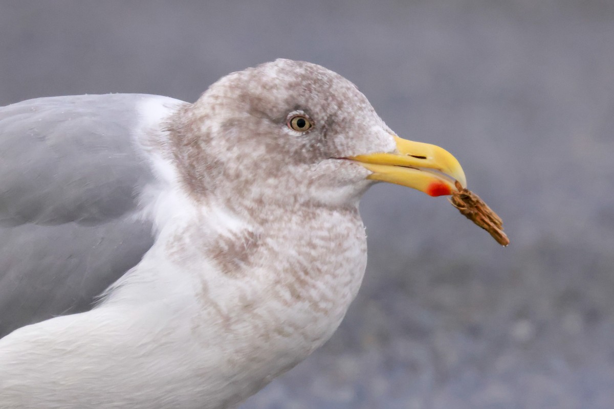 Glaucous-winged Gull - Joey McCracken