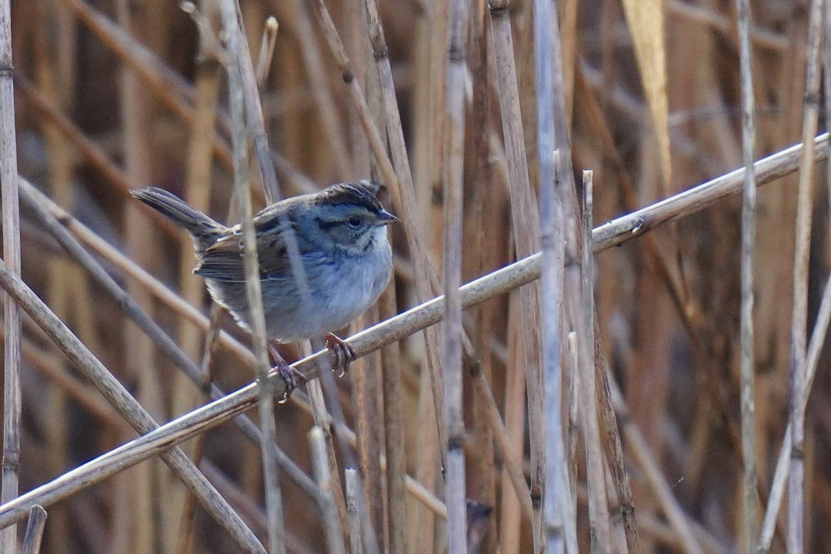 Swamp Sparrow - ML524214951