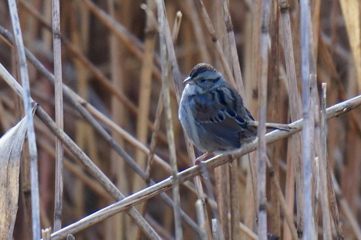 Swamp Sparrow - ML524215141