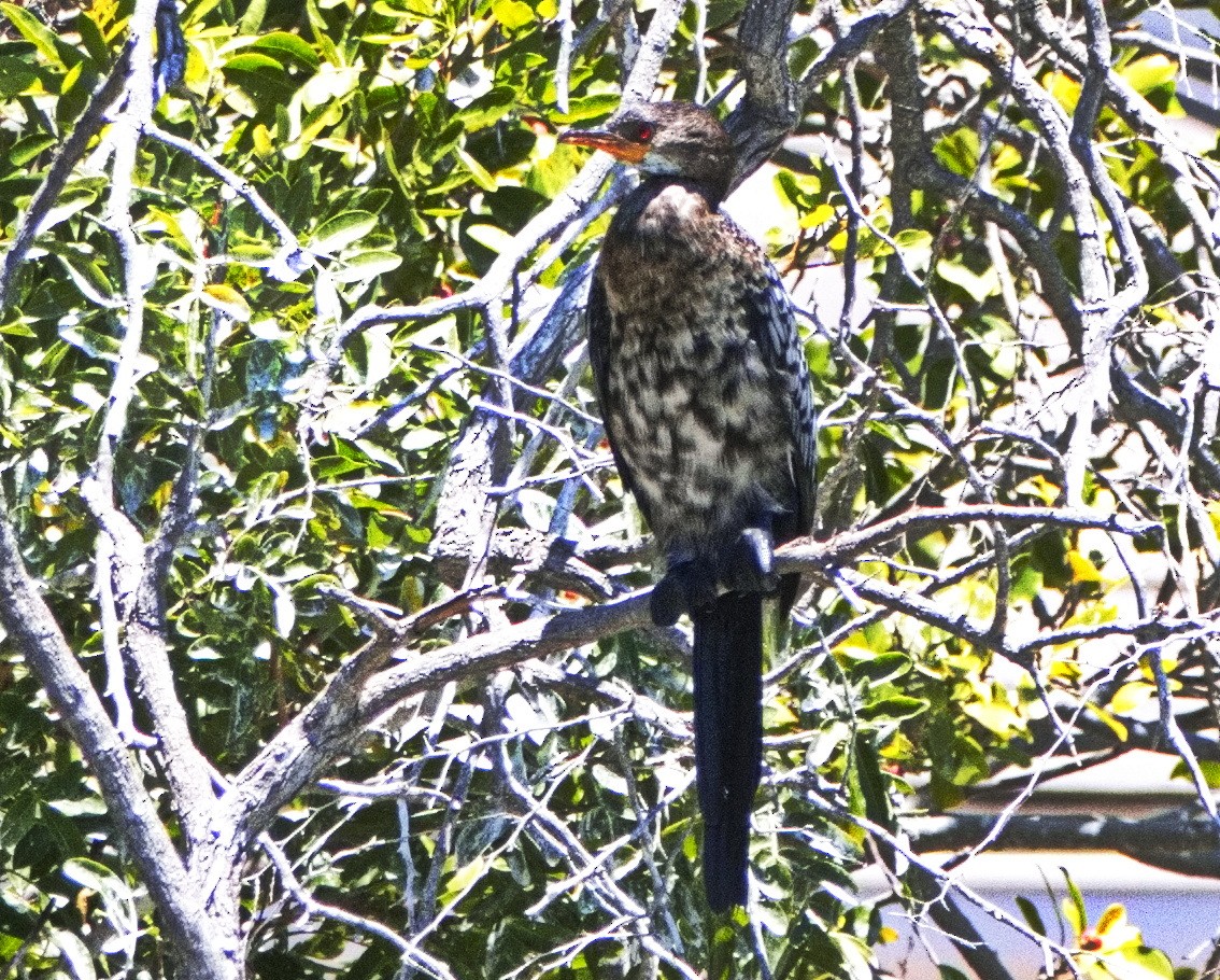 Long-tailed Cormorant - ML524215191