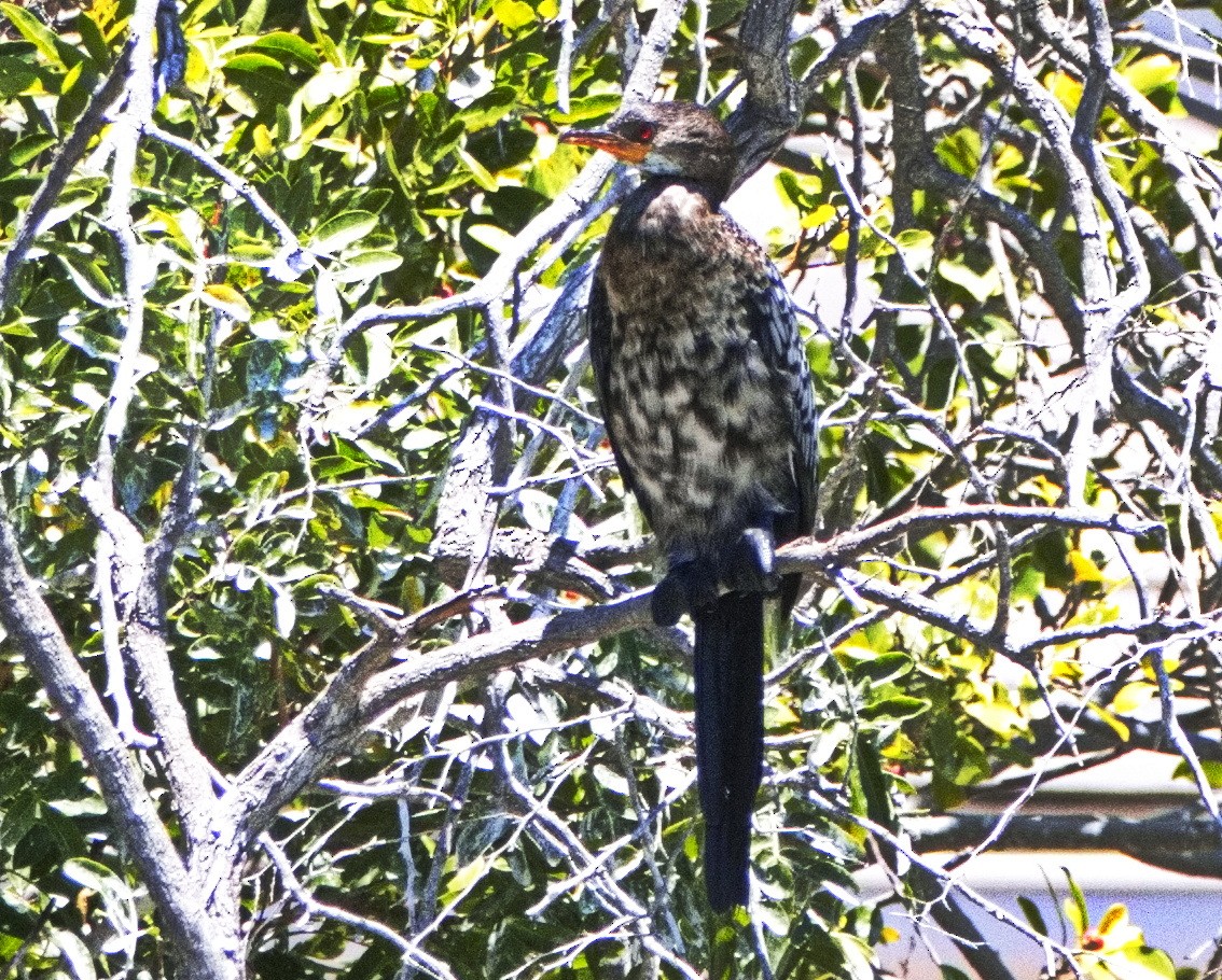 Reed Cormorant - ML524215191