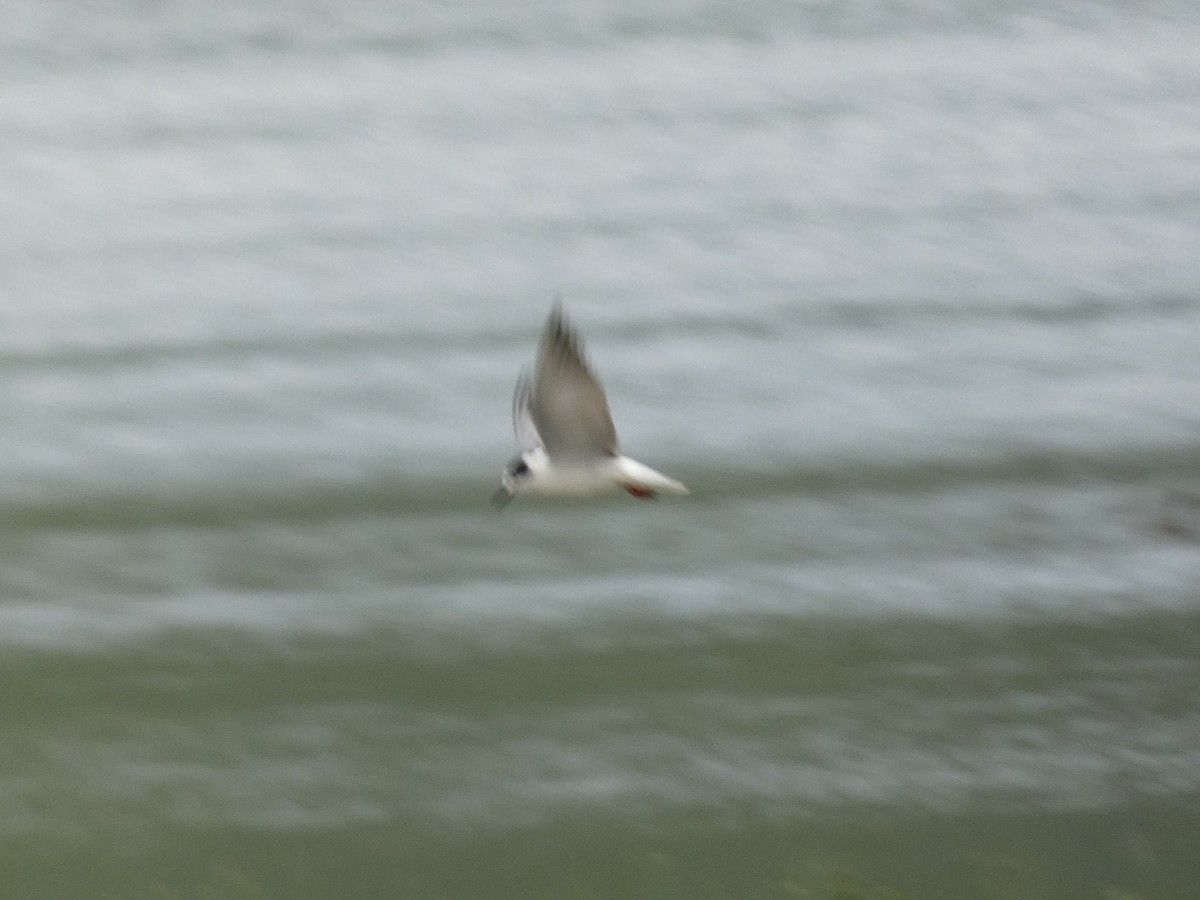 White-winged Tern - ML524215251