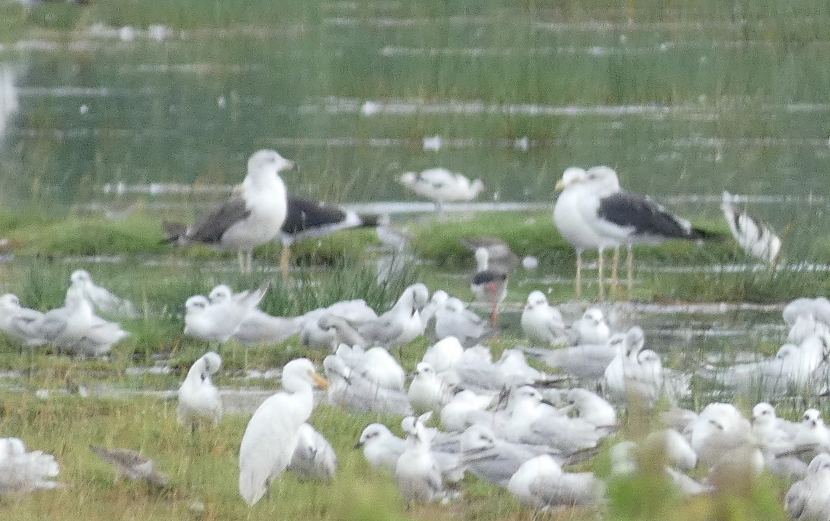 Pied Avocet - ML524215271