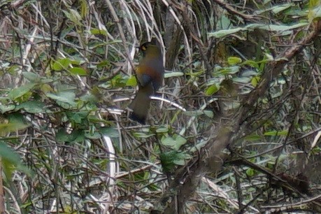 Steere's Liocichla - ML524215321