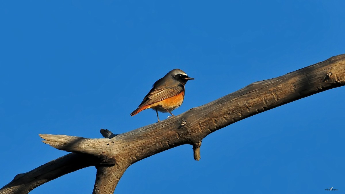 Common Redstart - ML52421641