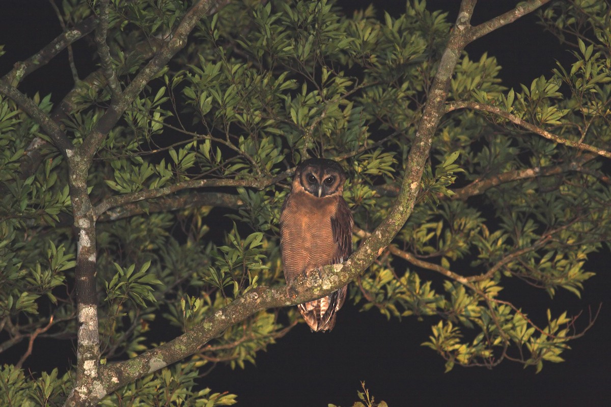 Brown Wood-Owl - 明德 陳