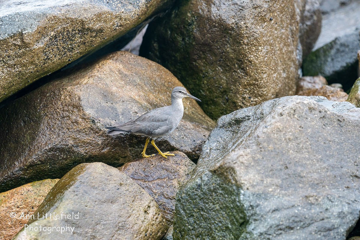 Wandering Tattler - ML524217031