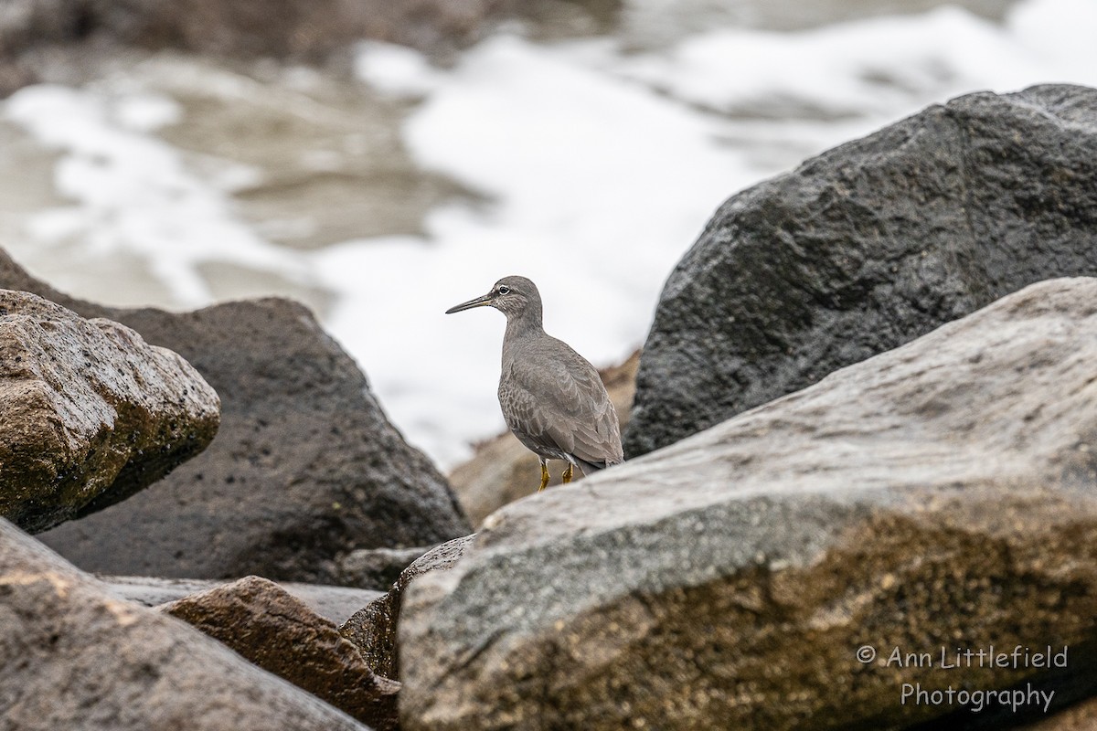 Wandering Tattler - ML524217081