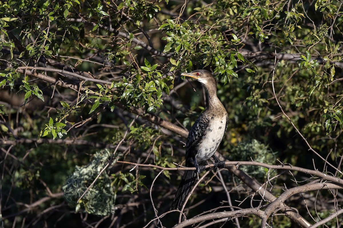 Long-tailed Cormorant - Niall D Perrins