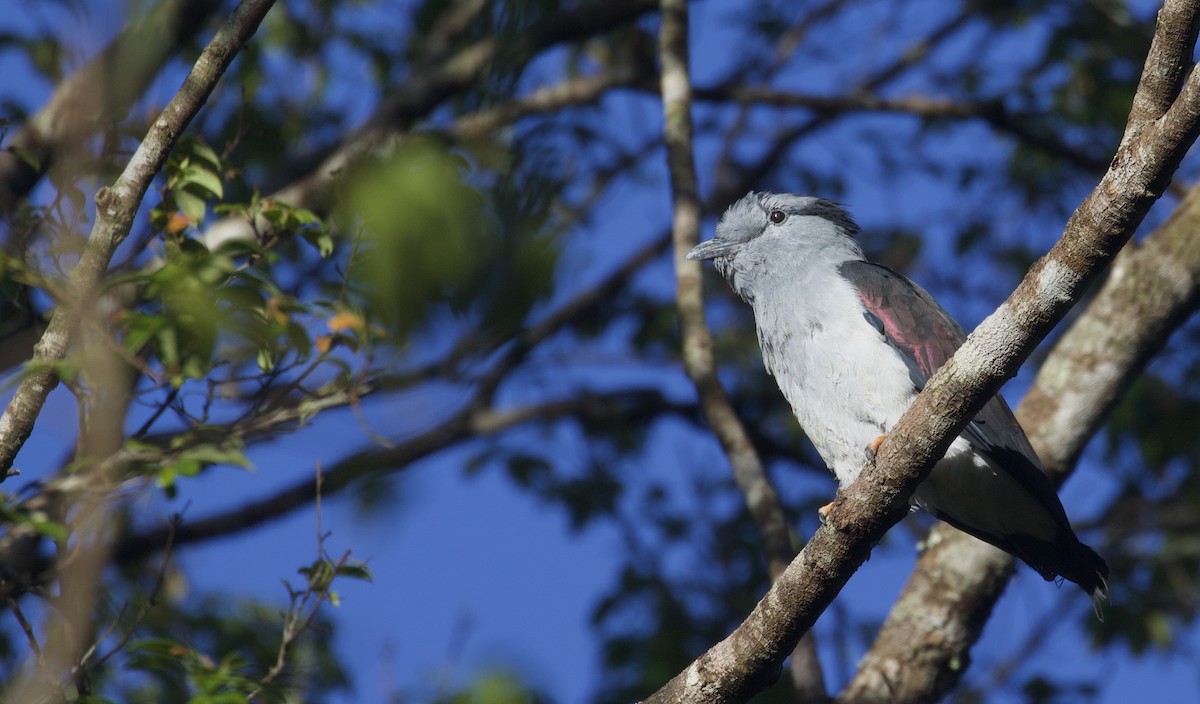 Cuckoo-roller - ML524218911