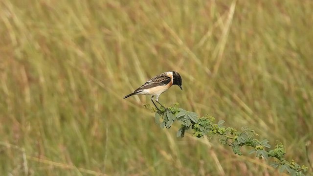 Siberian Stonechat - ML524220401