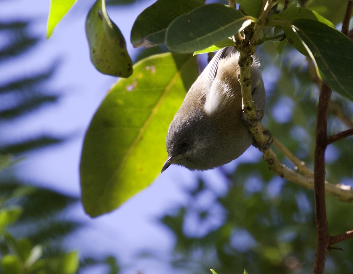 Reunion Gray White-eye - ML524221371