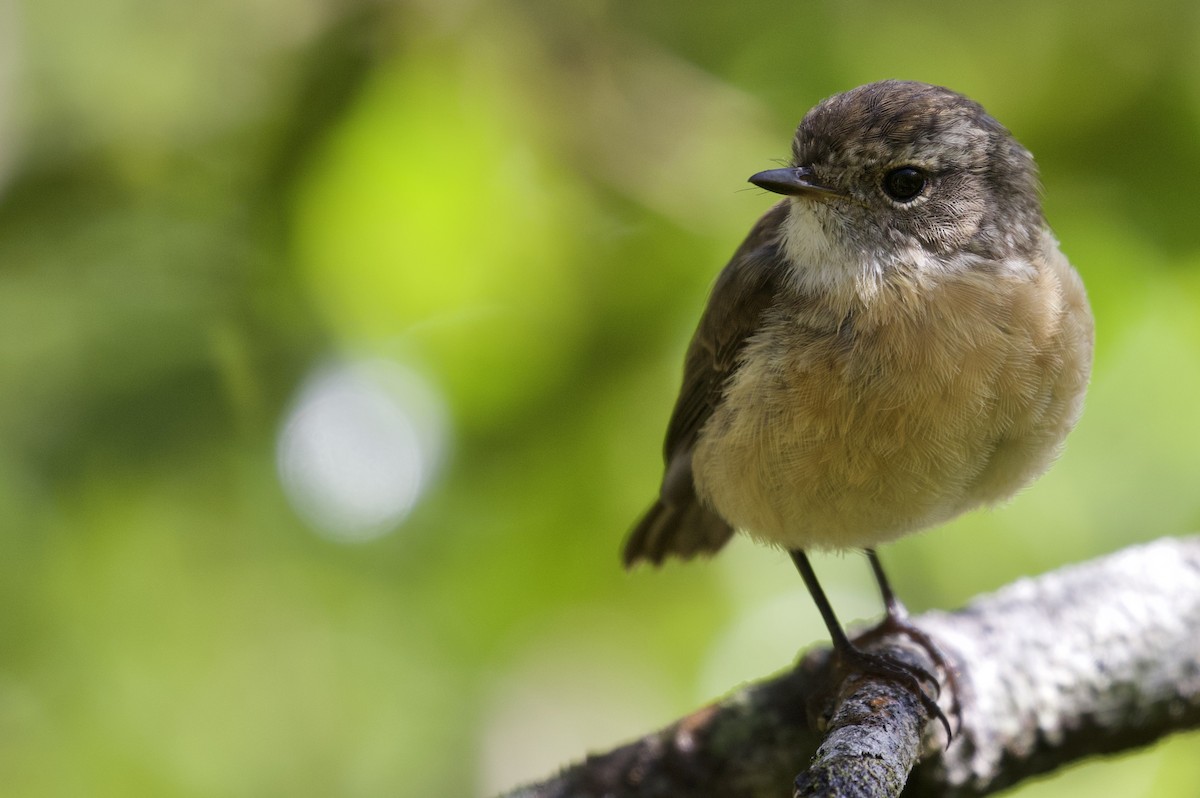 Reunion Stonechat - ML524221491